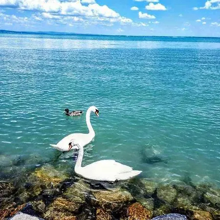 In - Balaton 53602